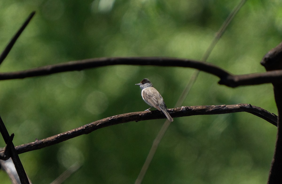 Eurasian Blackcap - ML638219842