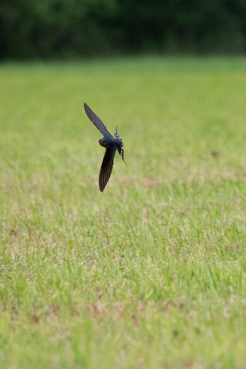Barn Swallow - ML638219846