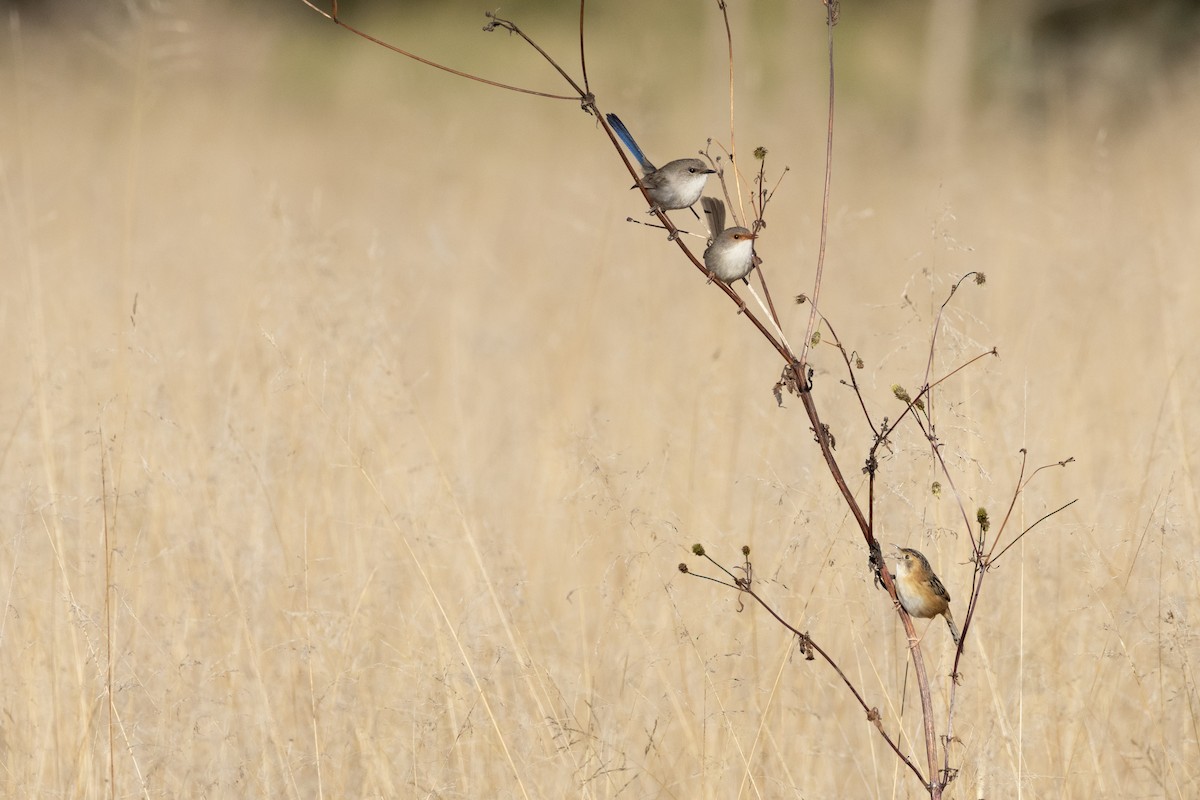 Superb Fairywren - ML638219847