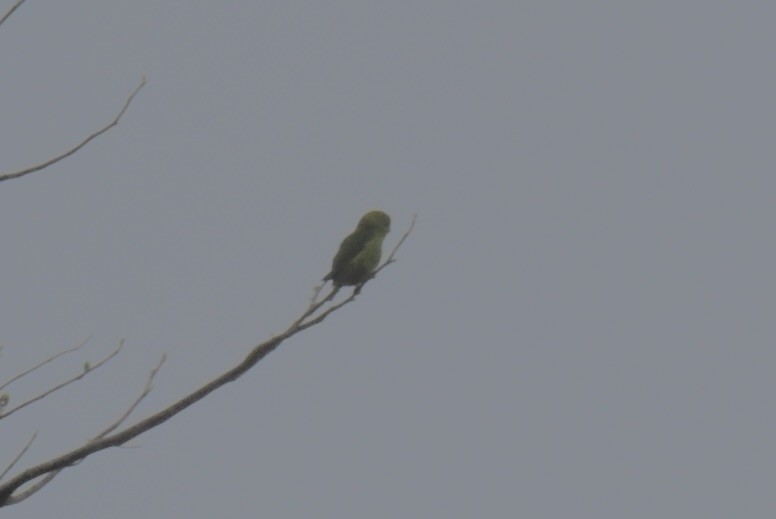 Vernal Hanging-Parrot - ML638219849