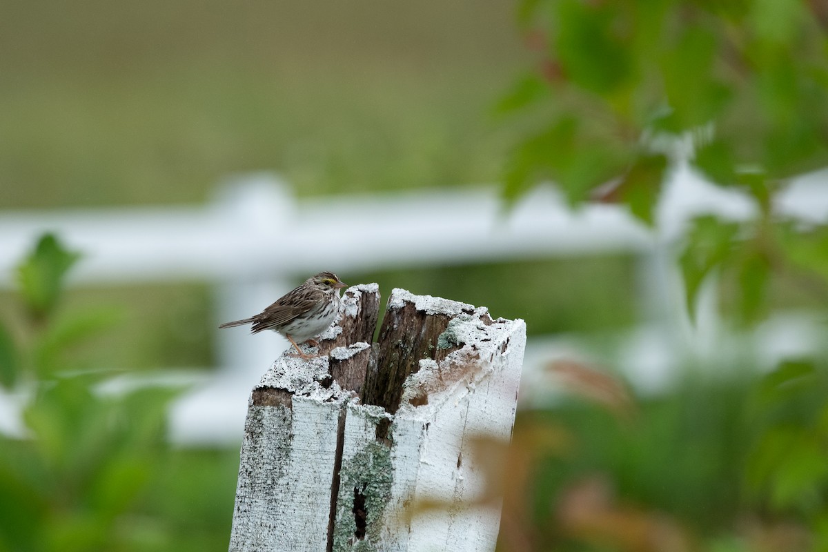 Savannah Sparrow - ML638219853
