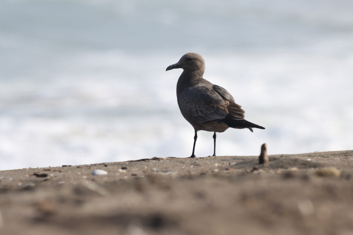 Gray Gull - ML638219858