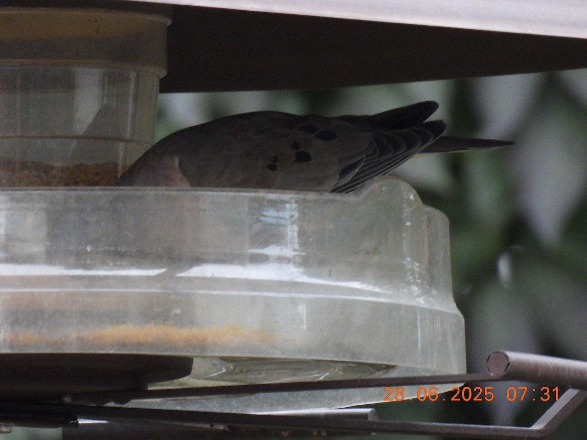 Eared Dove - ML638219863