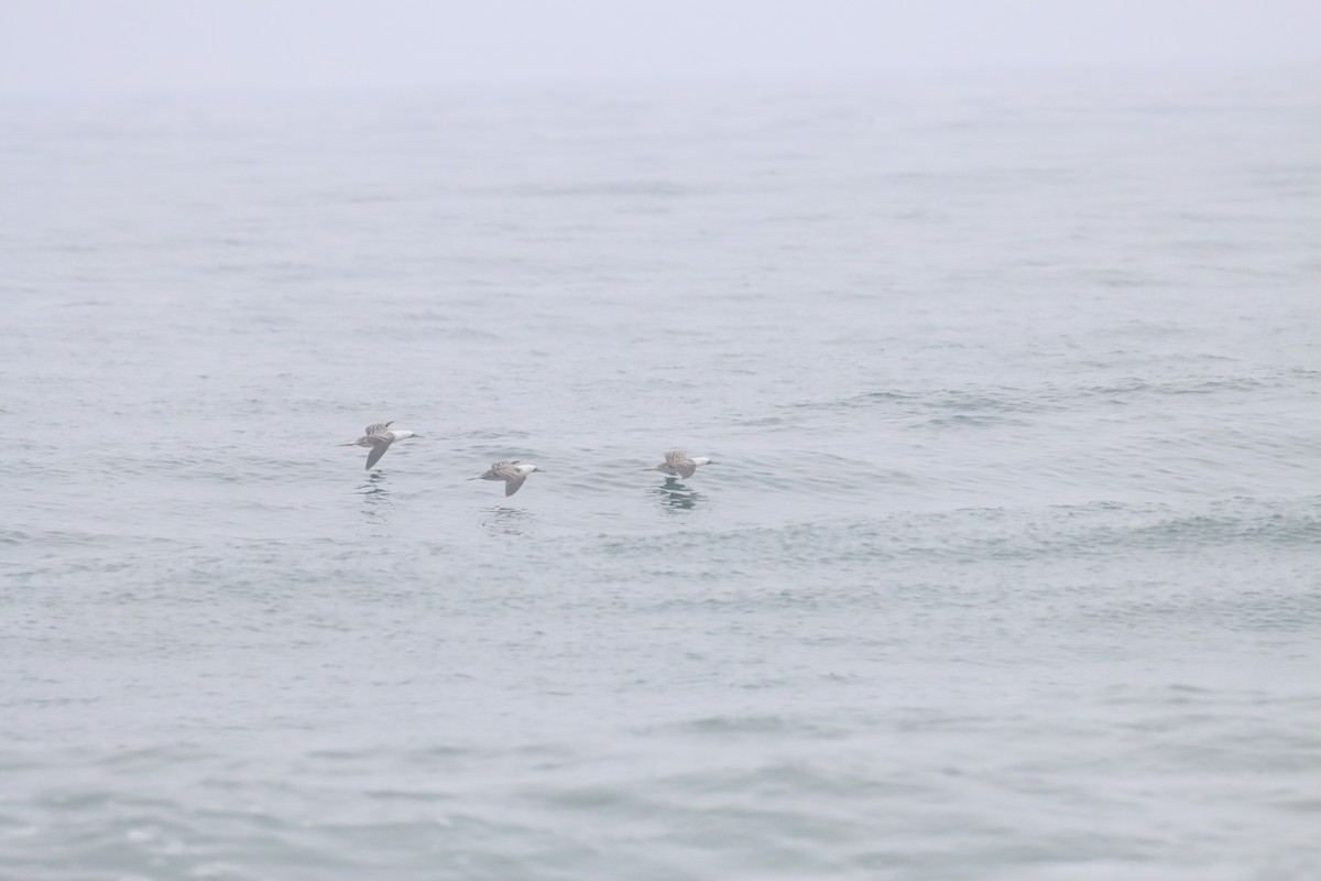 Peruvian Booby - ML638219868