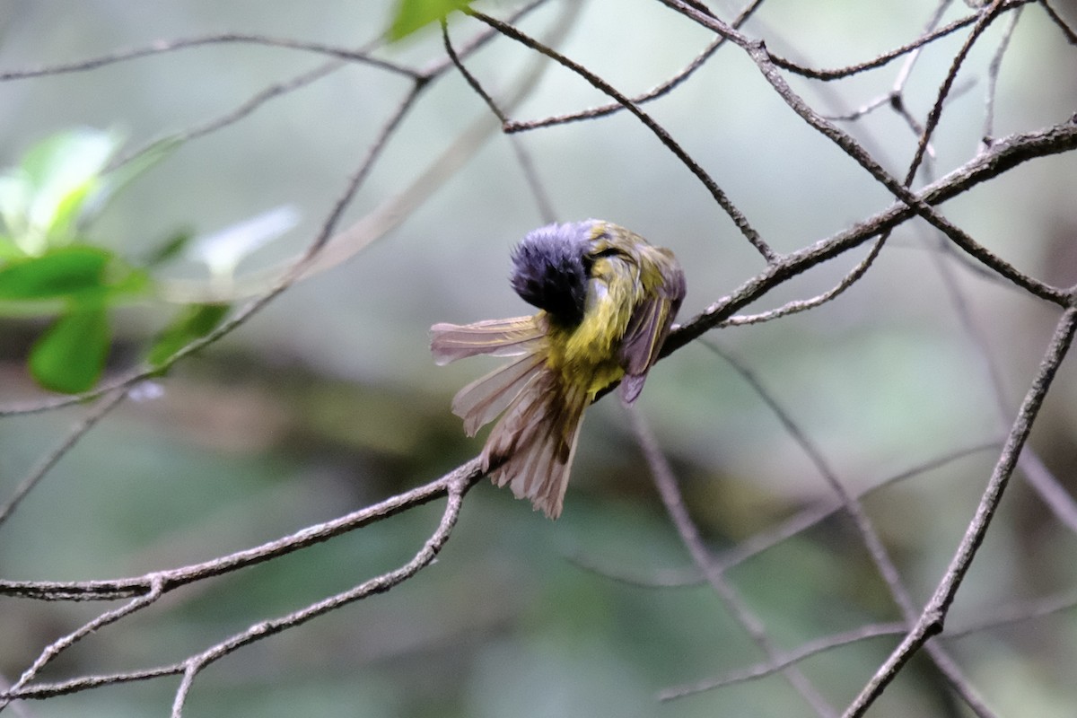 Gray-headed Canary-Flycatcher - ML638219870