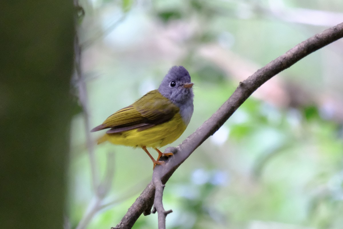 Gray-headed Canary-Flycatcher - ML638219871