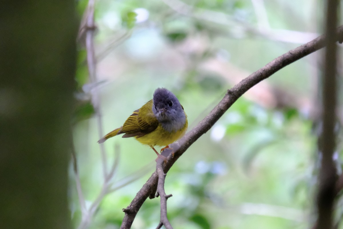 Gray-headed Canary-Flycatcher - ML638219872