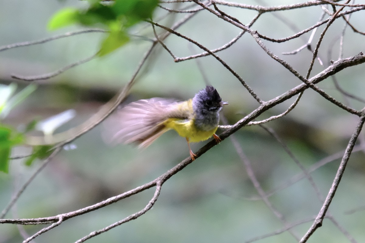 Gray-headed Canary-Flycatcher - ML638219873