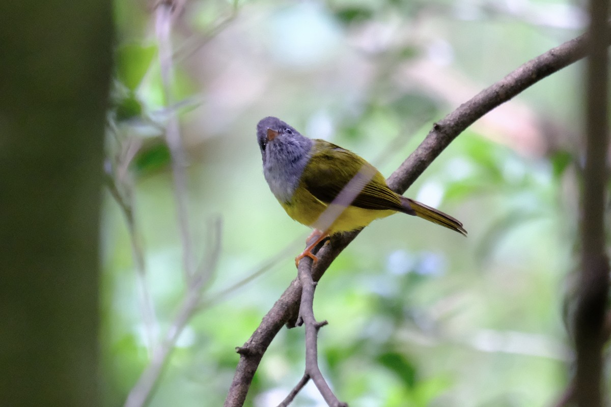 Gray-headed Canary-Flycatcher - ML638219874