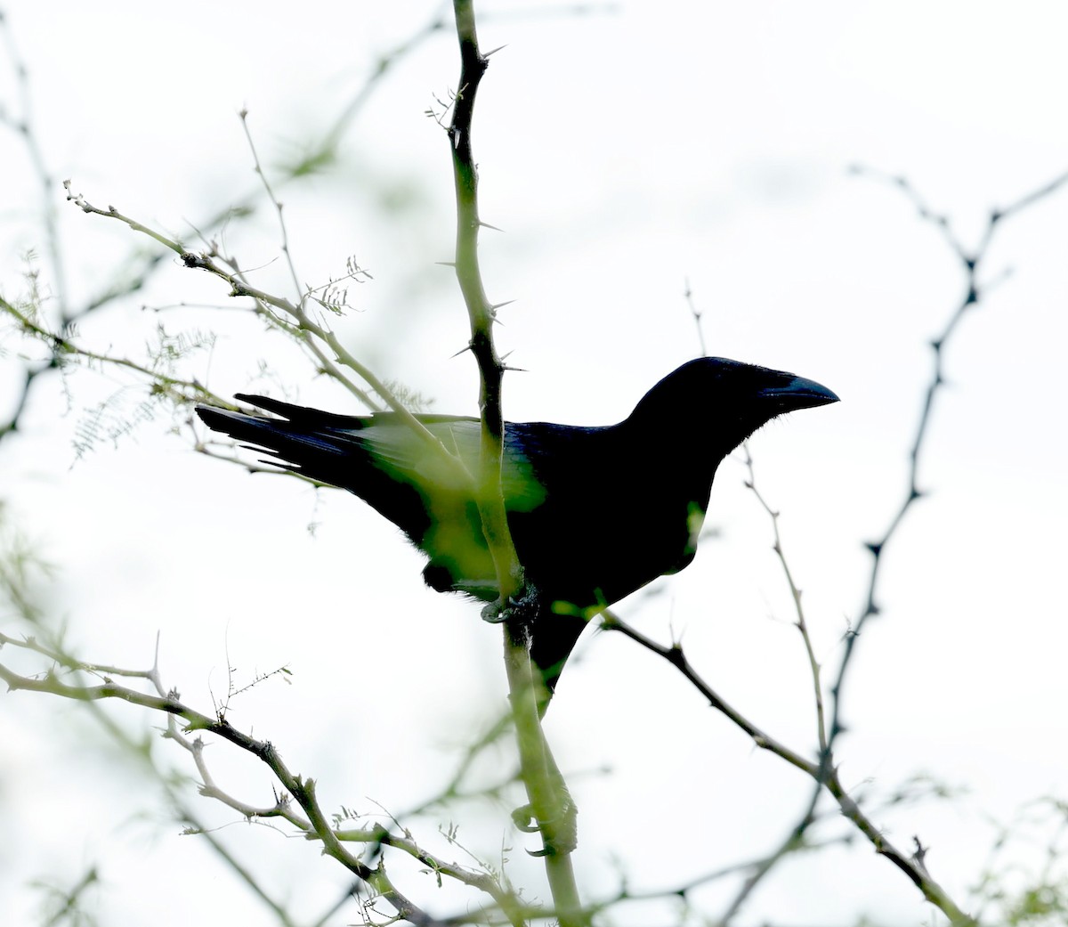 Hispaniolan Palm-Crow - ML638219883