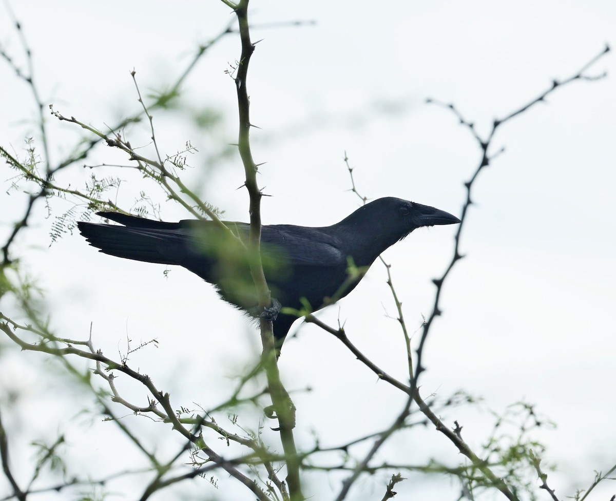 Hispaniolan Palm-Crow - ML638219884
