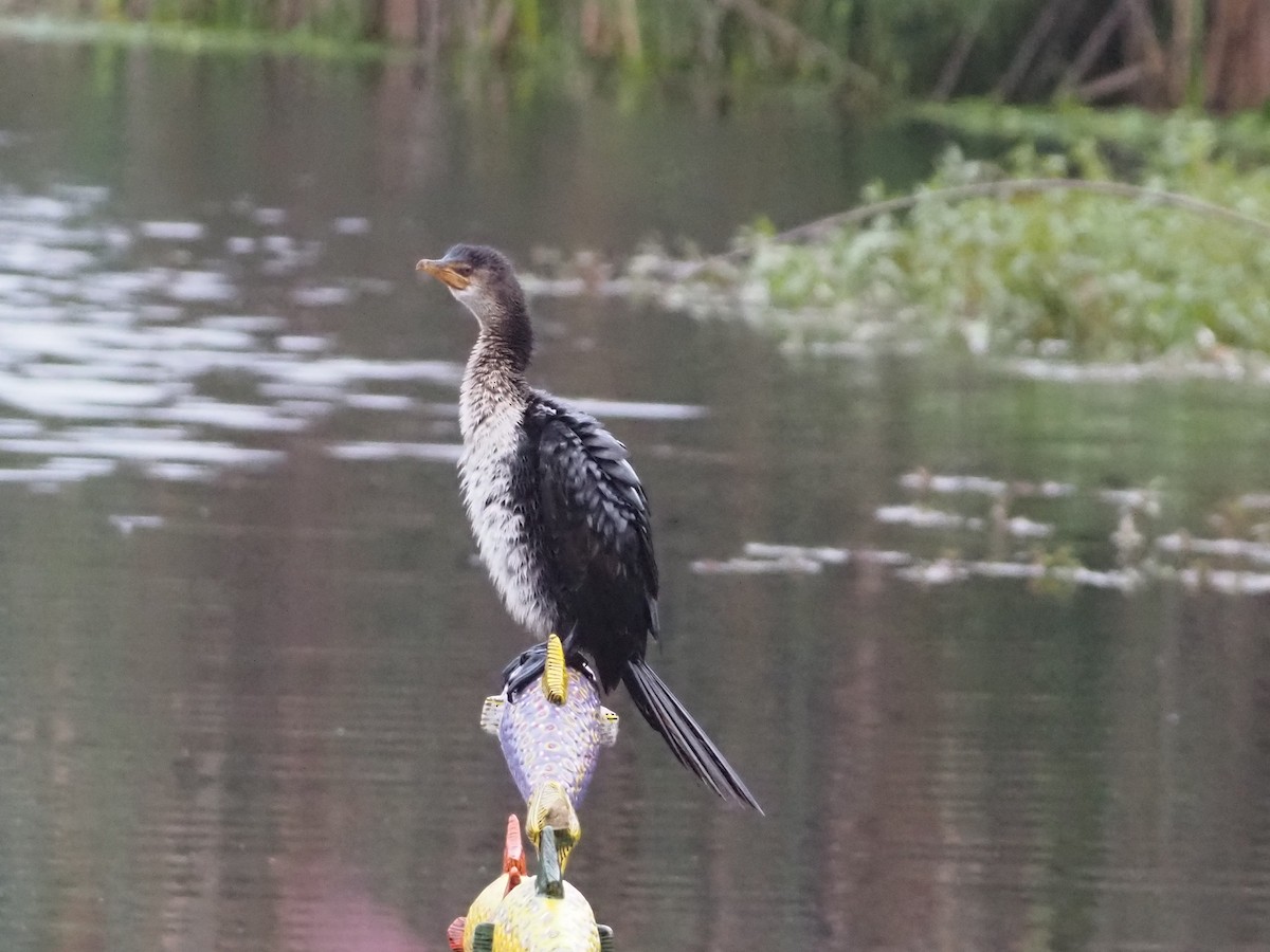 Reed Cormorant - ML638219886