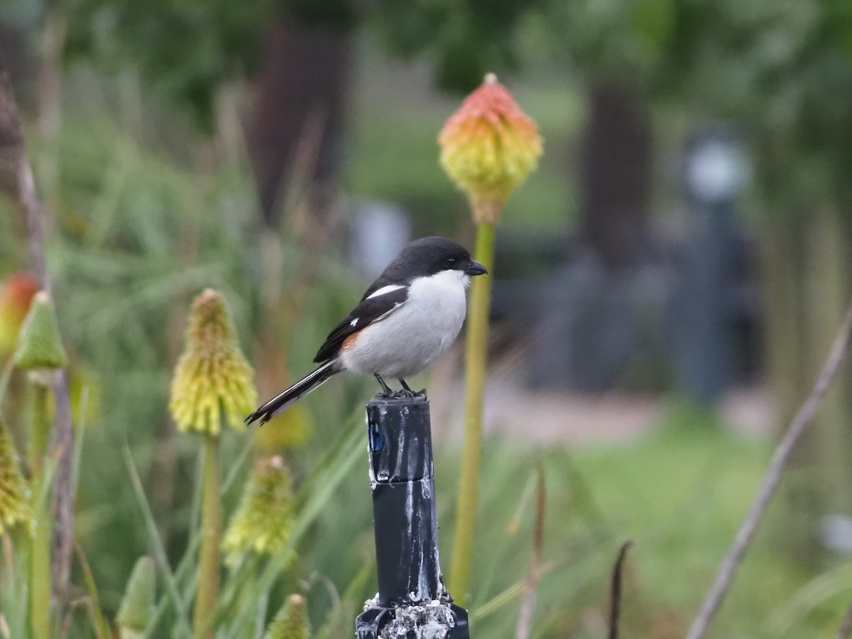 Southern Fiscal - ML638219890
