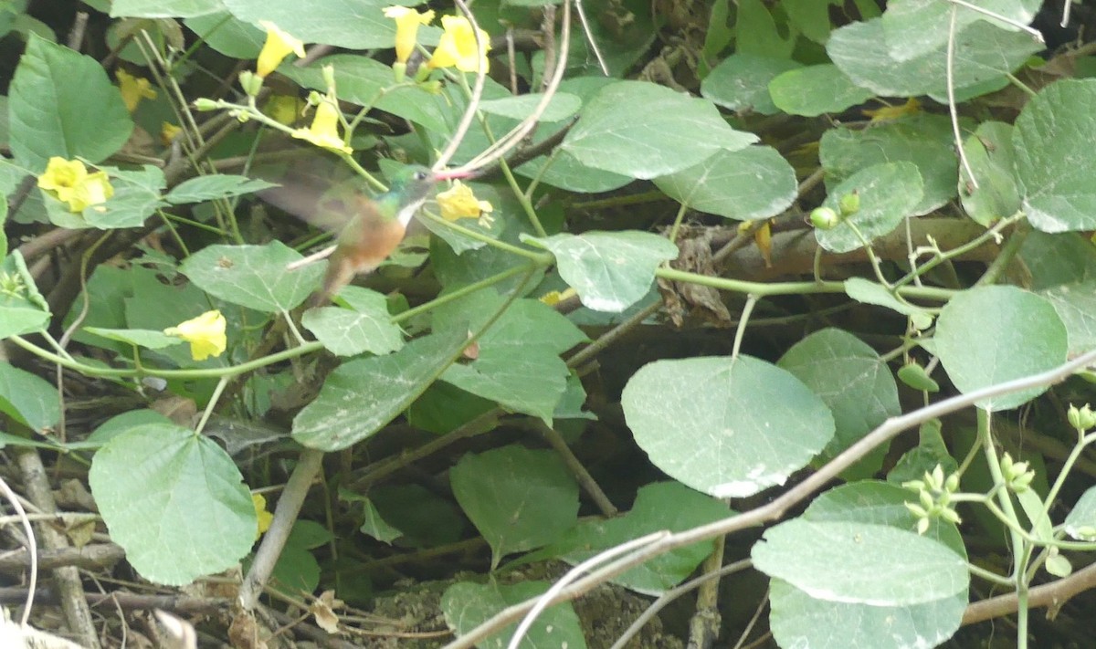 Amazilia Hummingbird - ML638219901