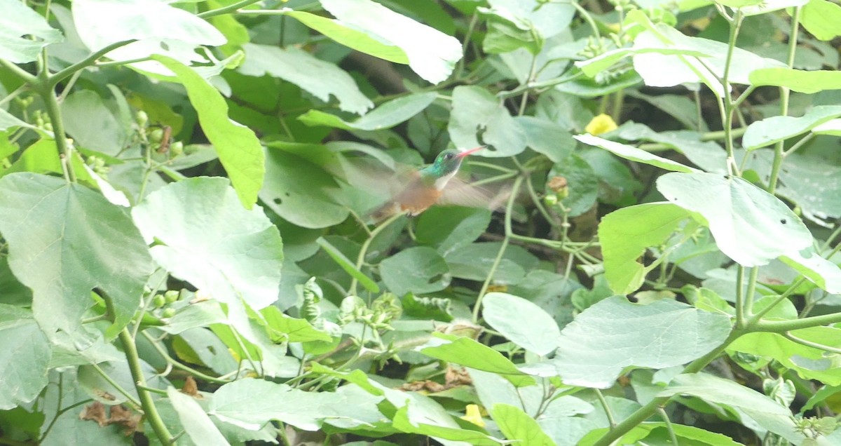 Amazilia Hummingbird - ML638219902