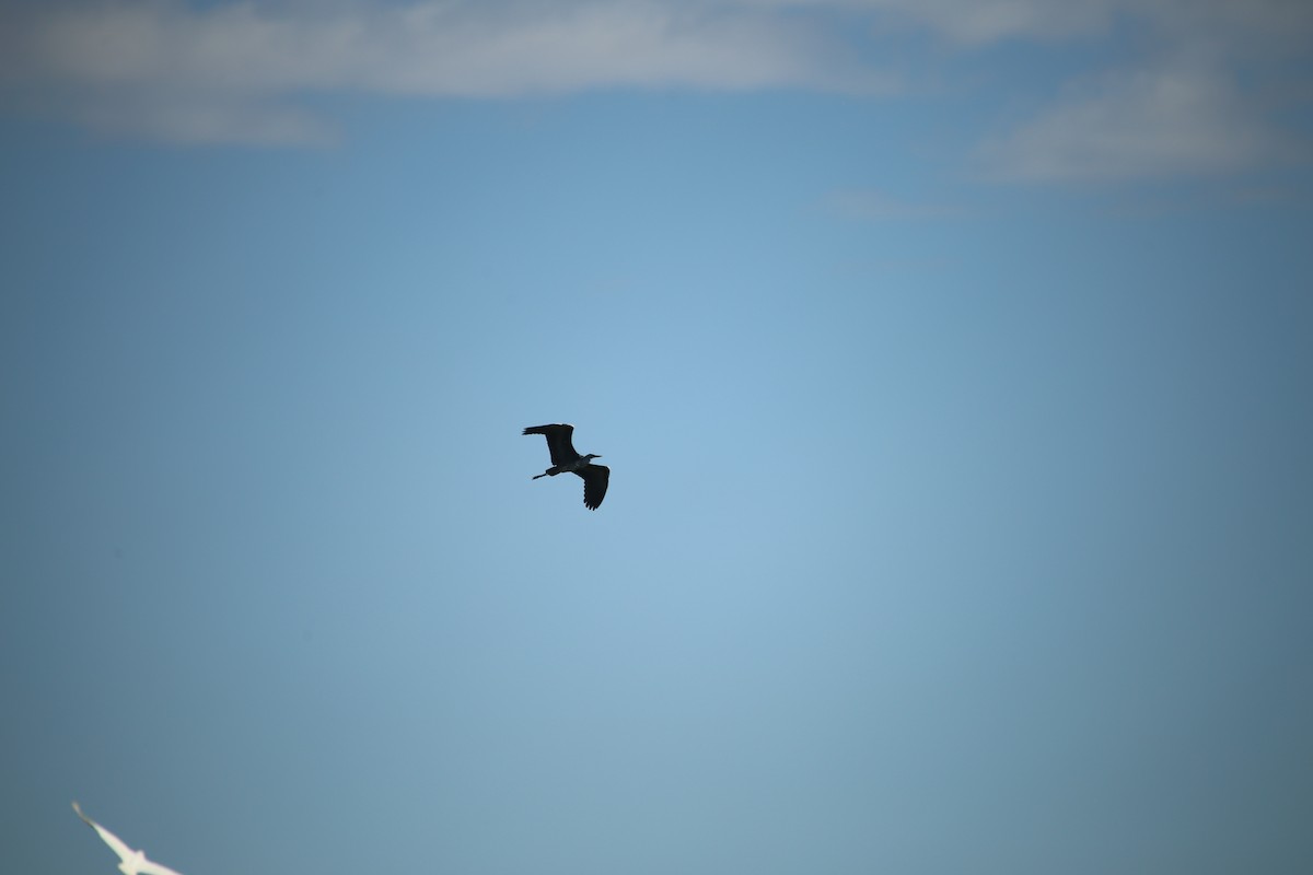 Pacific Heron - ML638219921