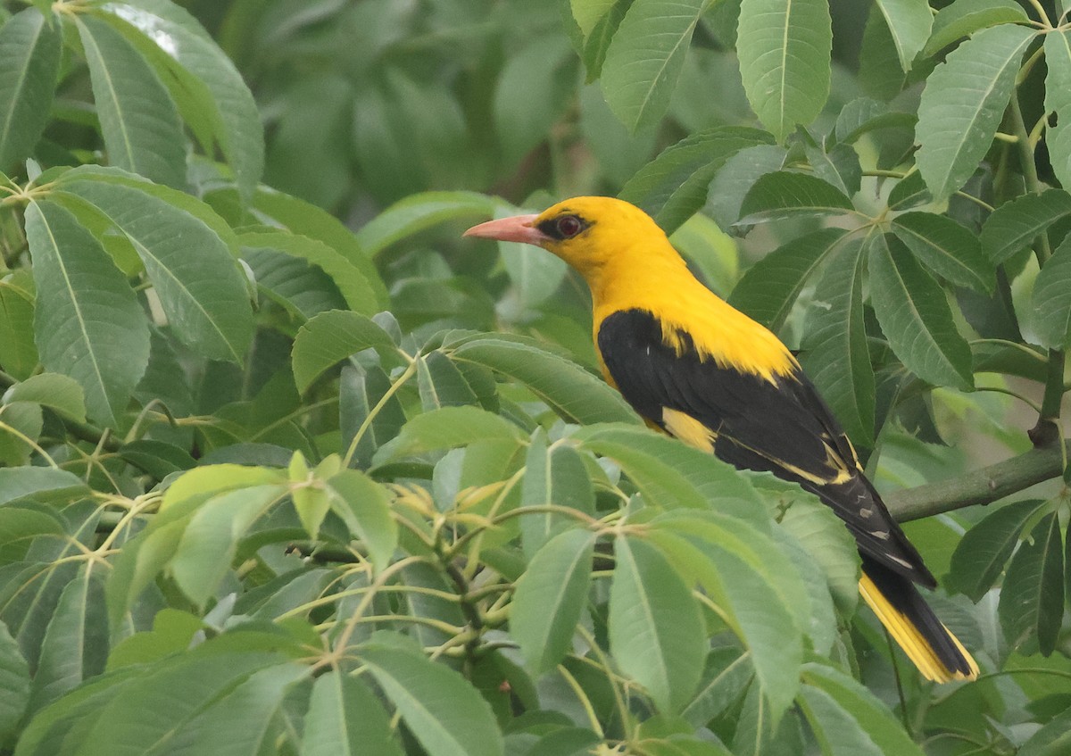 Indian Golden Oriole - ML638219924