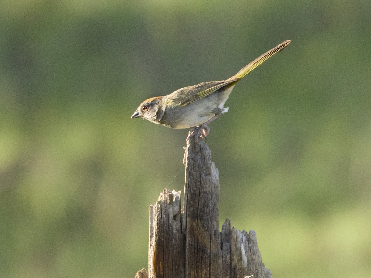 Green-tailed Towhee - ML638219927