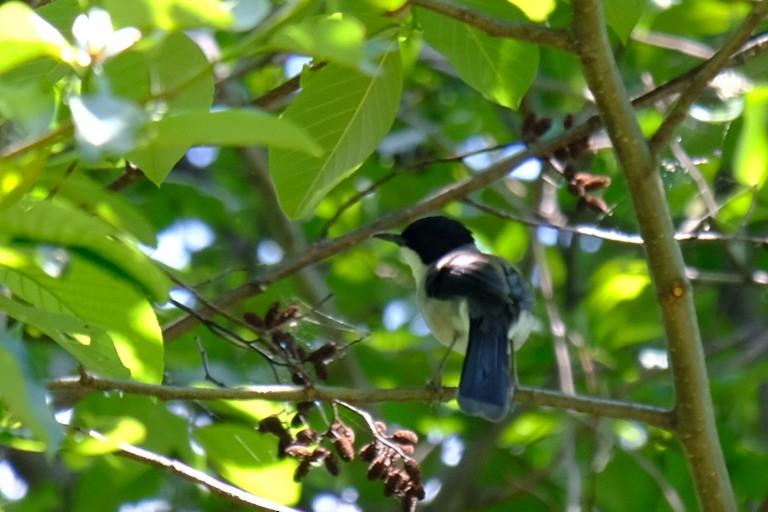 Black-headed Sibia - ML638219928
