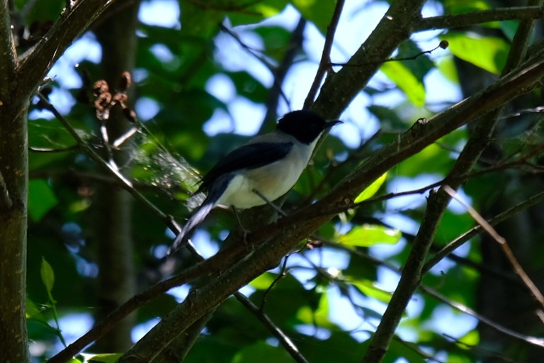 Black-headed Sibia - ML638219929