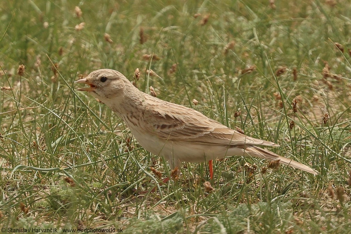Asian Short-toed Lark - ML638219934