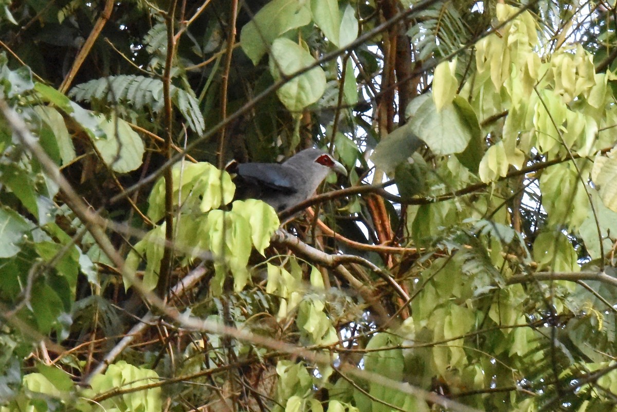 Green-billed Malkoha - ML638219952