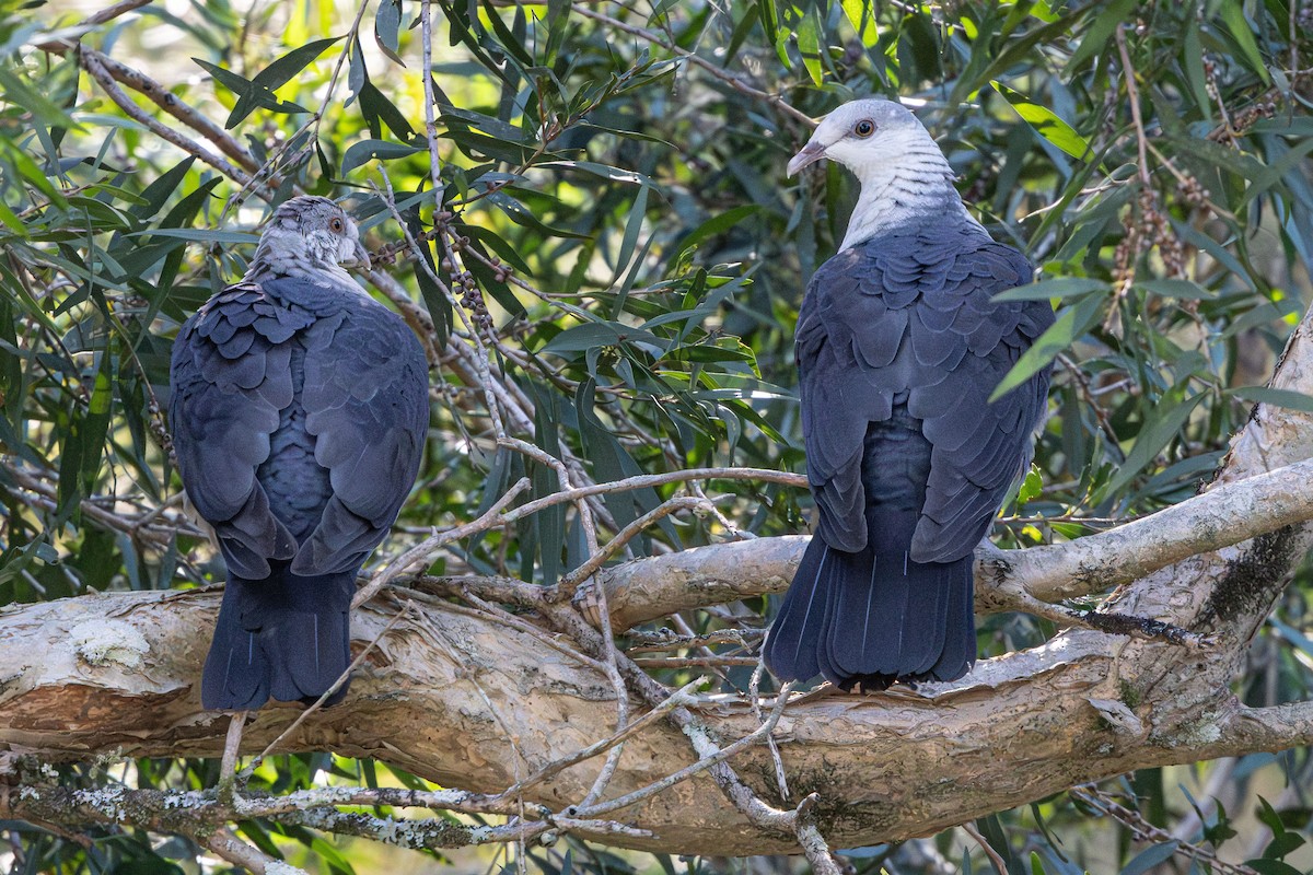 White-headed Pigeon - ML638219953