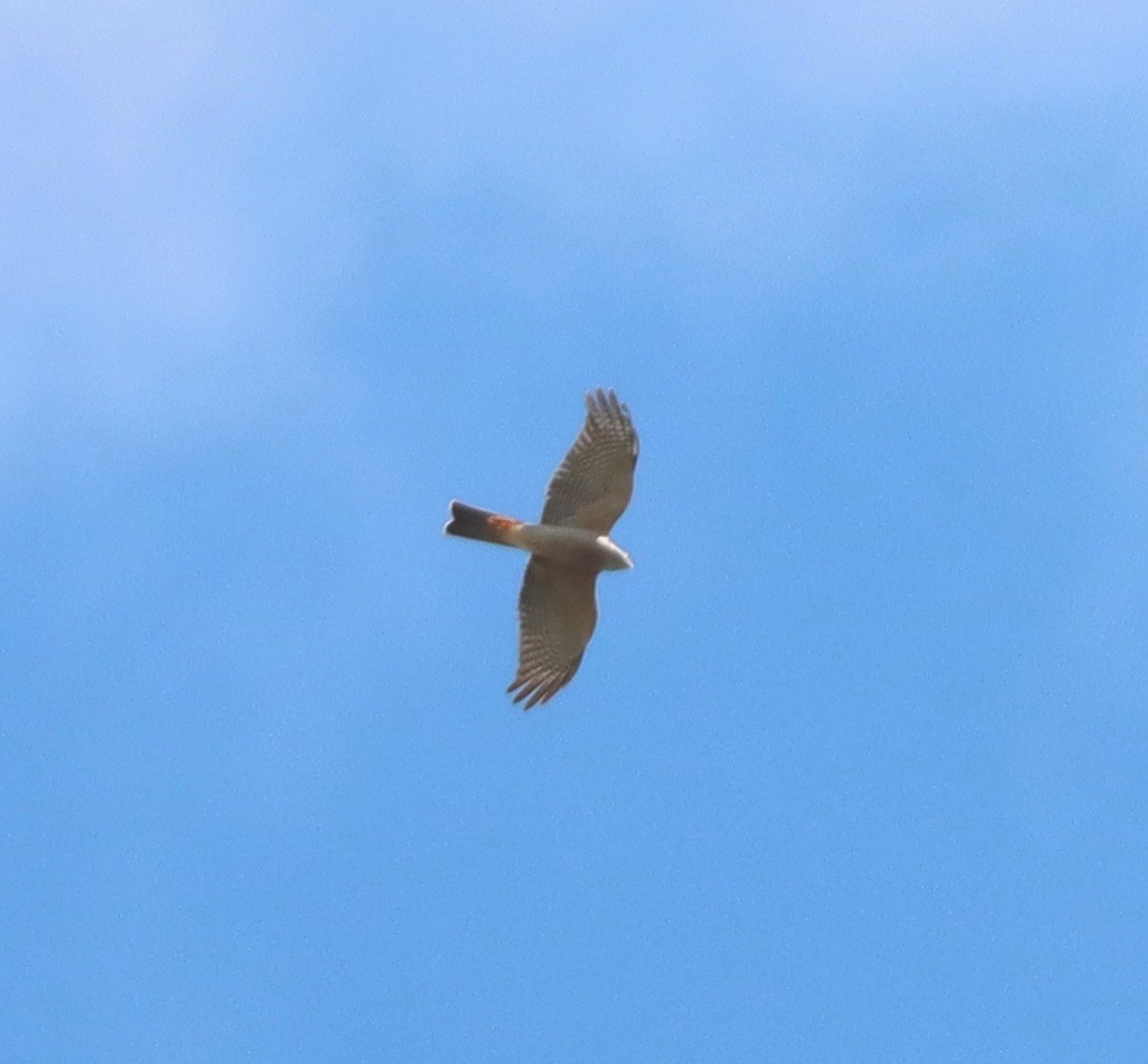 Collared Sparrowhawk - ML638219974
