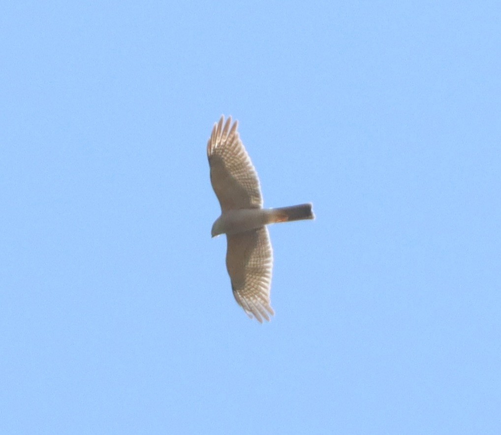 Collared Sparrowhawk - ML638219976
