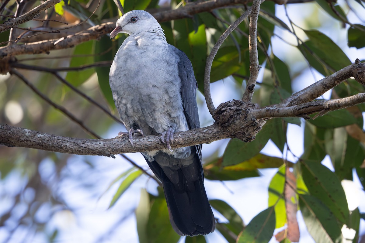 White-headed Pigeon - ML638219986