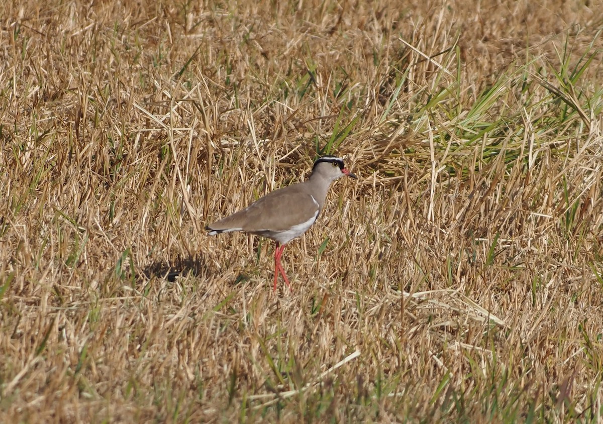Crowned Lapwing - ML638220010