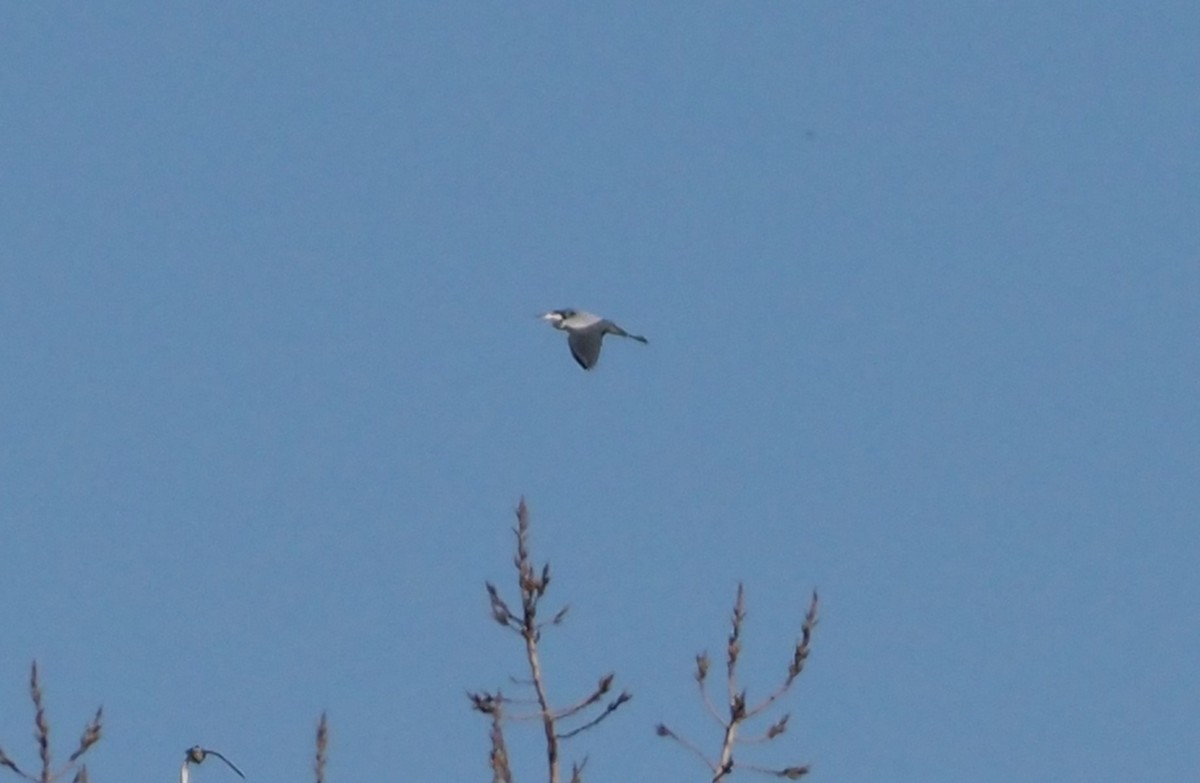 Black-headed Heron - ML638220015