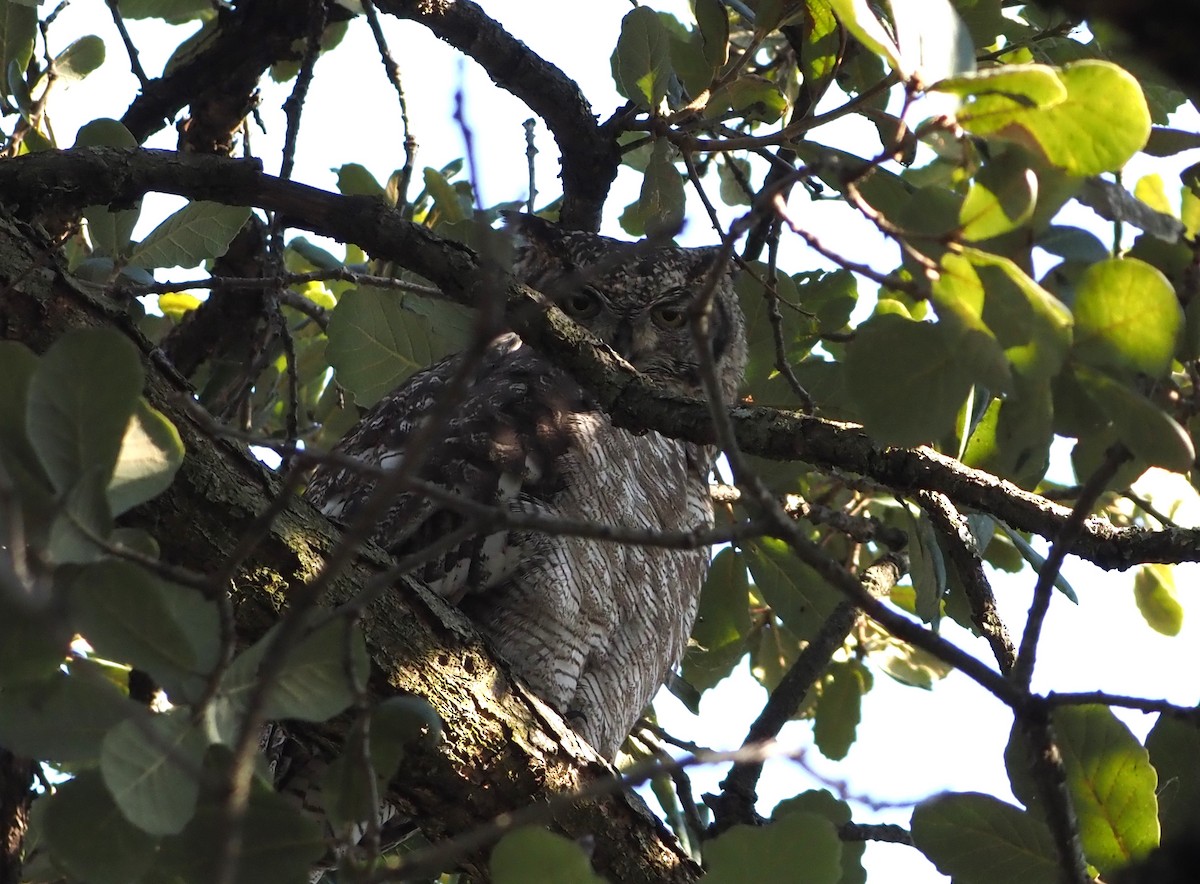 Spotted Eagle-Owl - ML638220019
