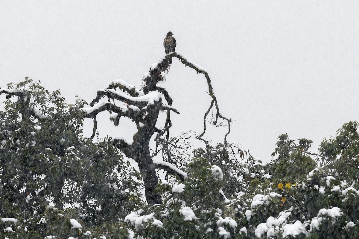 Mountain Hawk-Eagle - ML638220020