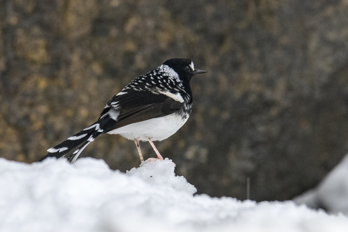 Spotted Forktail - ML638220026