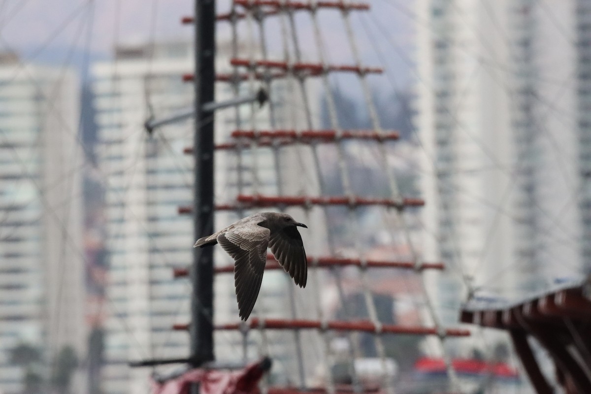 Gray Gull - ML638220047