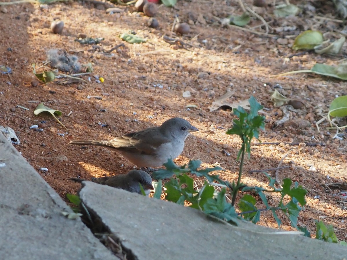 Southern Gray-headed Sparrow - ML638220048