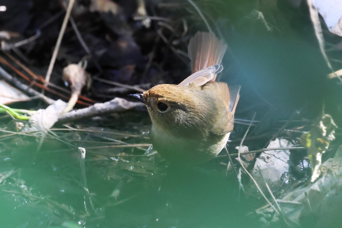 Slaty-blue Flycatcher - ML638220050