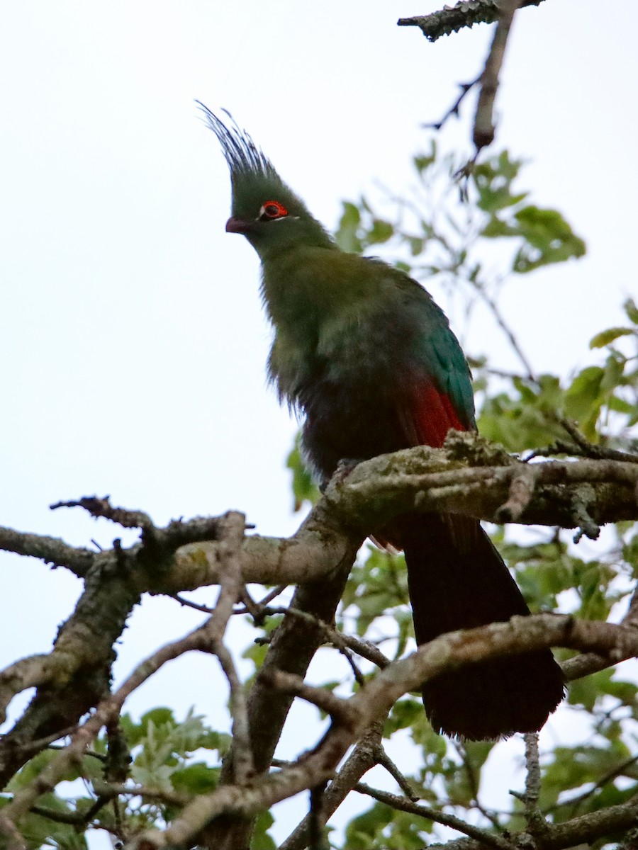 Schalow's Turaco - ML638220065