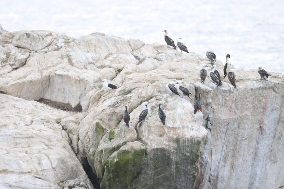 Peruvian Booby - ML638220100