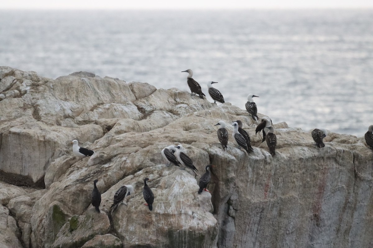 Peruvian Booby - ML638220102
