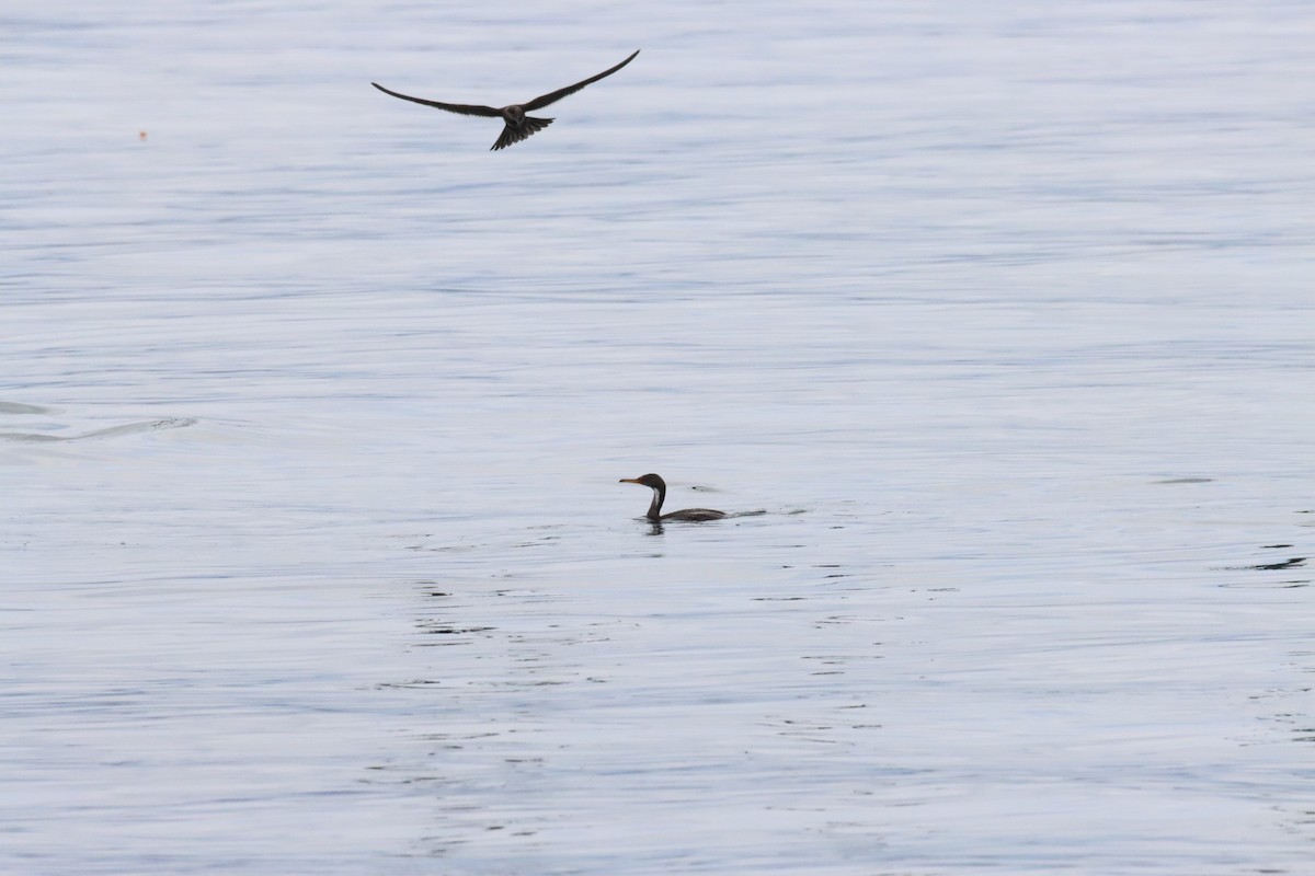 Red-legged Cormorant - ML638220112