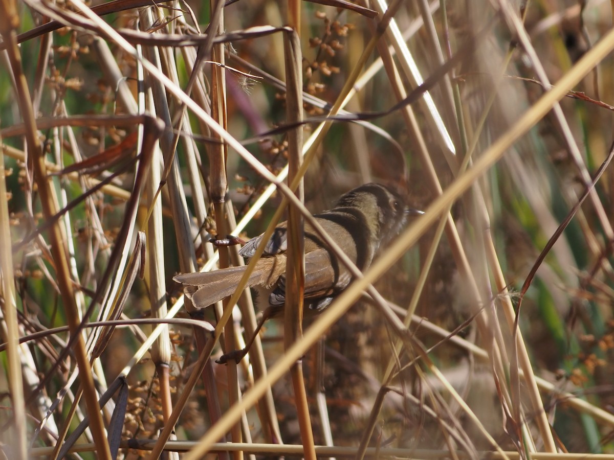 Black-chested Prinia - ML638220115