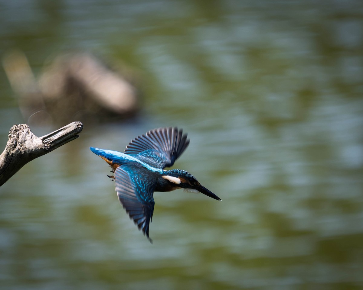 Common Kingfisher - ML638220129