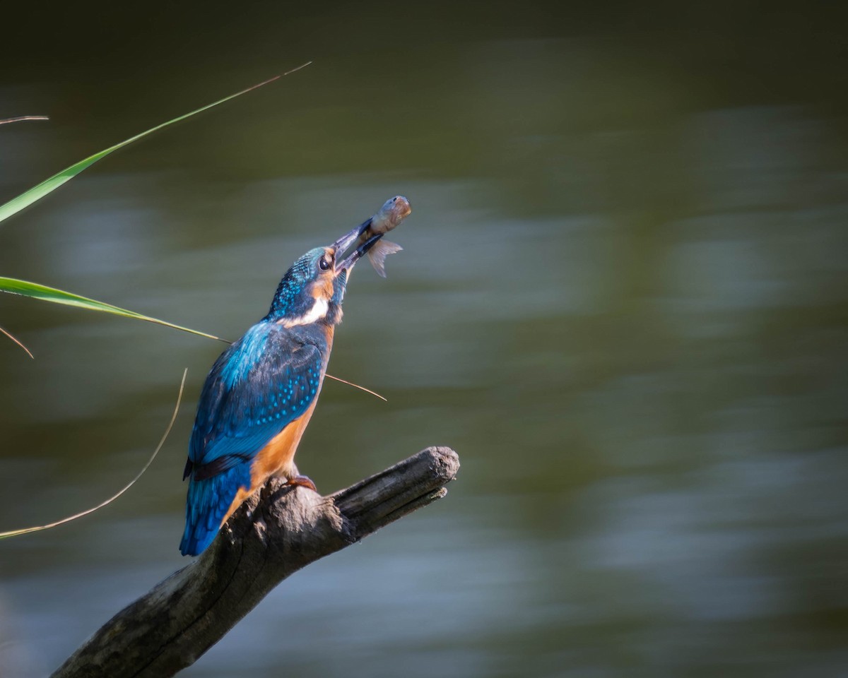 Common Kingfisher - ML638220130