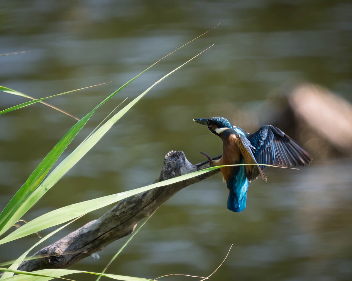 Common Kingfisher - ML638220131