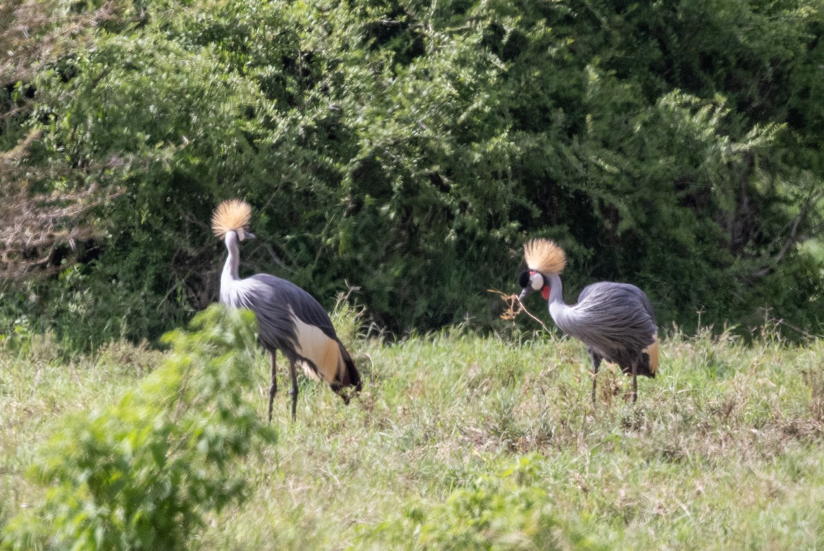 Gray Crowned-Crane - ML638220132