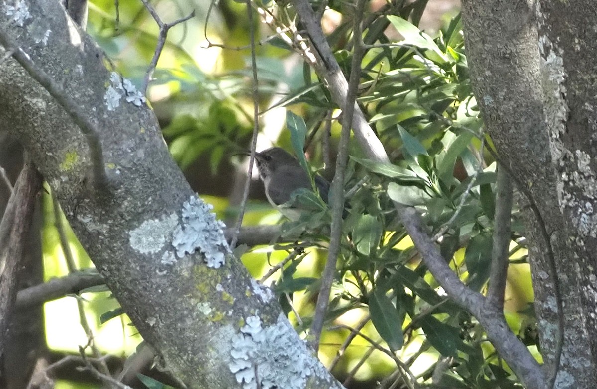White-bellied Sunbird - ML638220141