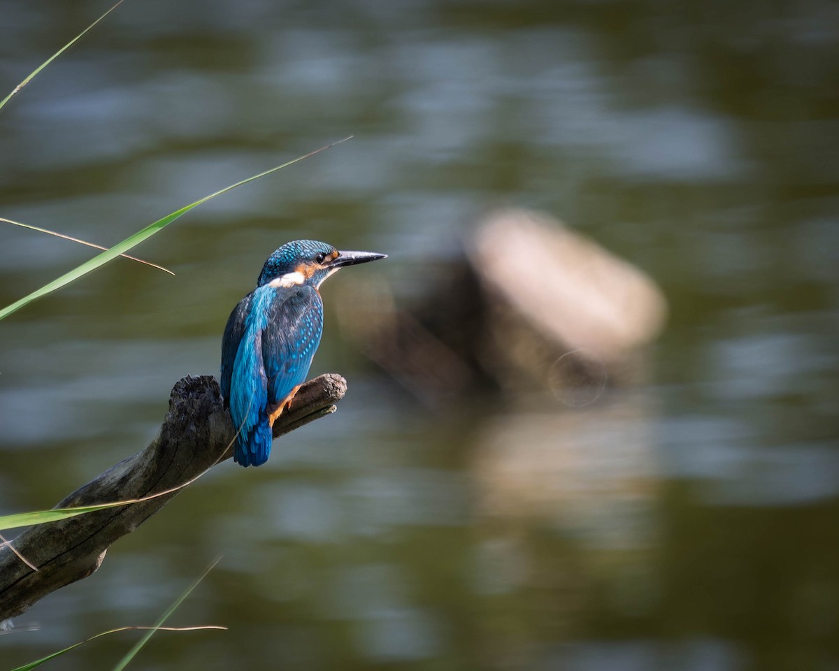 Common Kingfisher - ML638220142