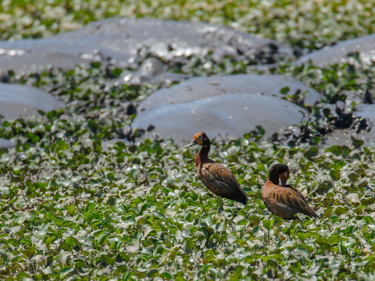 White-faced Whistling-Duck - ML638220153